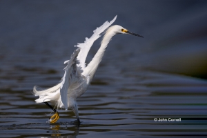 Egret;Egretta-thula;Forage;One;Snowy-Egret;avifauna;bird;birds;color-image;color